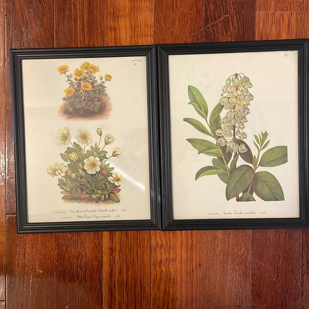 Frames antique flower prints